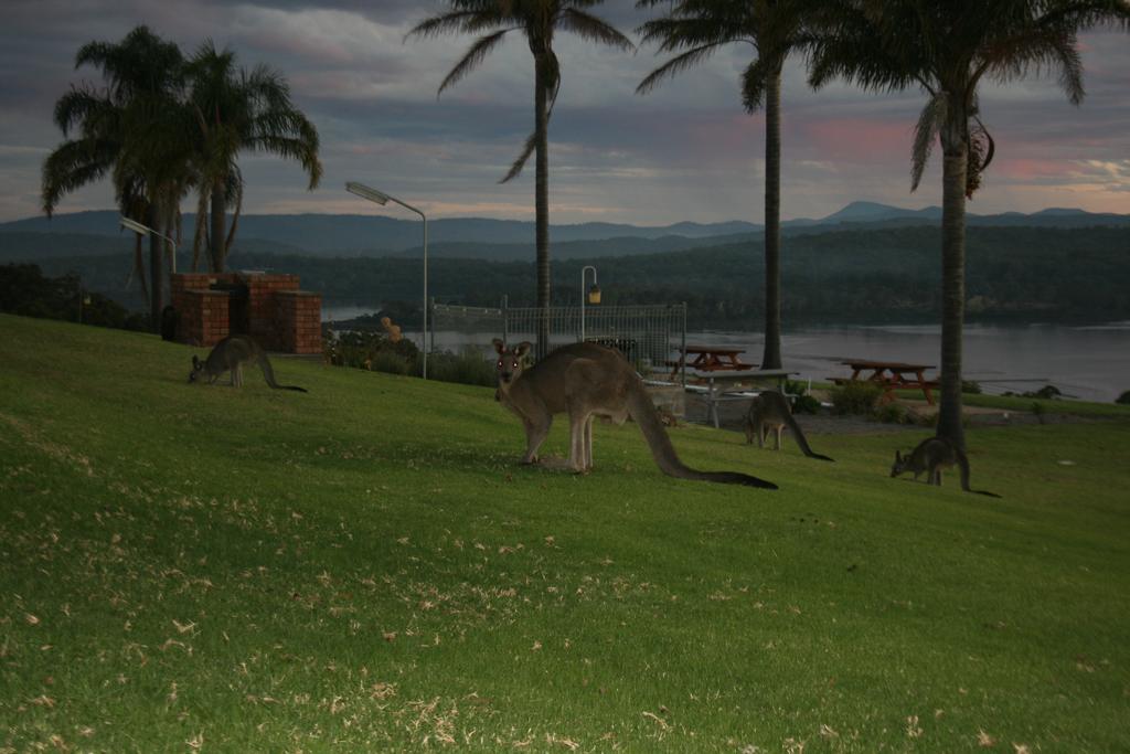 Norfolk Pines Motel Merimbula Extérieur photo